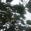 고욤