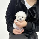 야옹아 멍멍해봐 삼각점 이미지