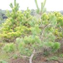 황금소나무 이미지