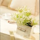 허브사랑 이미지