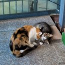 뉘우머리펜션 레스토랑 이미지