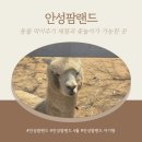 (주)한코교역 | 안성팜랜드 4월 유채꽃 개화 현황 (26년 4월 12일 방문)