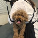 다다다펫그루밍 이미지