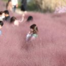 더 마을 핑크 이미지