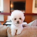 도그 인 시티 | 일본 도쿄 고급 호텔 추천 5성급 숙소 더 페닌슐라 도쿄 후기