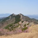 편백향기 이미지