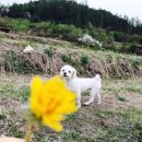 마카롱키친 네이버블로그