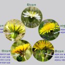 들꽃나라농장 이미지