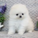 울산 제이앤독 애견샵 이미지