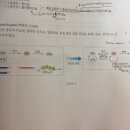 Central dogma 관련 질문 드립니다~ 이미지