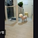 소사구 경인로 56 | {부천, 강아지, 고양이, 애견미용, 추천!) 꼬순멍 부천 꼬순멍, 친절한 미용 서비스