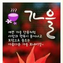 해돋이나무