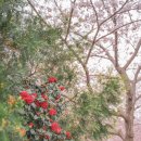 서호중로.호근중로 이미지