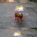 [부산] 초읍 어린이대공원 삼환아파트 및 소현 어린이집 근처에서 어제 오후 2시경 강아지를 잃어버렸습니다. 이미지
