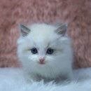 catsholic cattery 이미지