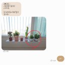 샤론  꽃  화원 이미지