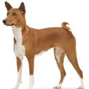 강아지랑 이미지