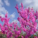 꽃 우리 이미지