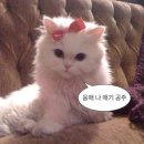 붙이다니 이미지
