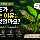요나쿠아 | [요나쿠아 물생활 Q&A] 수초가 녹는 이유는 무엇일까요?