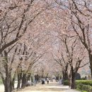 임꺽정참숯화로 | 안동(26.4.11.- 4.12)