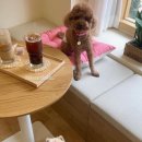 멍블리 수제간식 이미지