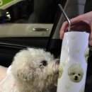 나의 단짝 반려동물 | 주문제작텀블러 반려동물굿즈 선명하고 예쁘게 뽑아주는 이냥저냥 공방 후기