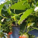 늘봄딸기농원 이미지