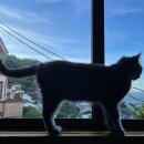 바다냥이네 이미지