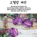 제주 비트 콜라비 브로콜리 직거래 이미지