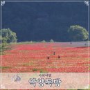 강변자동차정비 | 악양둑방 뚝방길 산책 경남 함안 양귀비 명소 개화 현황 5월 여행