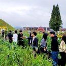 황금정원 이미지