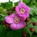 자주꽃 라즈베리[향기나무딸기, Rubus odoratus] 이미지