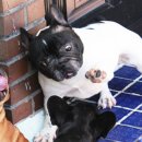 단디프렌치 이미지