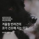 아이펫동물병원 이미지