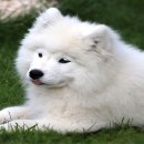 하얀강아지 이미지