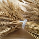 이영미농장 이미지