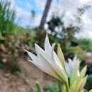 Crinum paludosum( 원종 크리넘 팔루도숨) 이미지