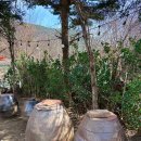 가창로84길 | 대구 스파밸리 맛집 달송 애견동반 가능한 가창 닭갈비와 미나리삼겹살 후기