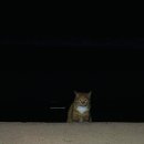 해송피크닉장 이미지