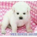 오케이독안양점 네이버블로그