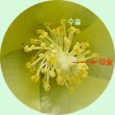 목화꽃(아욱과)-면화 이미지