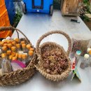 삼태농장 이미지