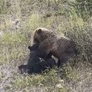 흑곰이다 이미지