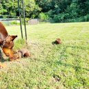 노블라인 도베르만 이미지