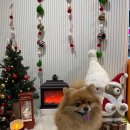 하이멍 애견카페 이미지