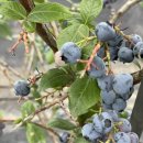 샬롬농장 이미지