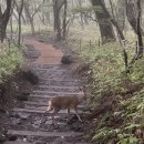안심택배함(돌산공원) | [제주 여행] 7월의 한라산 성판악 등정기
