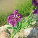 창포농장 이미지