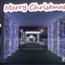 2021 태화강 빛 축제 이미지